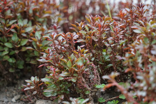 Alternanthera ficoidea (Also called Joseph's coat, Parrot leaf, Alternanthera tenella, Brazilian Snow Flower, Brazilian Snowflower). This plant suitable to be used to protect soil against erosion