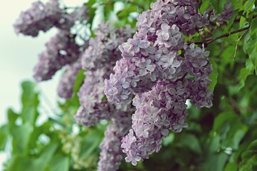 Blooming Lilac tree in spring