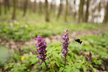 Bumblebee sits on a spring forest flower.