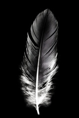 Black and white artistic conceptual illustration of a beautiful bird feather closeup. Generative AI