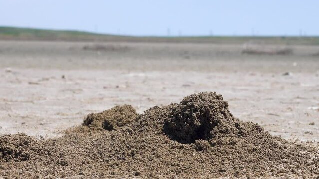 Ants build anthills on salt marsh in form of earthen tower because salt water under crust of soil. Possyble nomadic Myrmica limanica or driver ants builds such craters near exit. North Black Sea