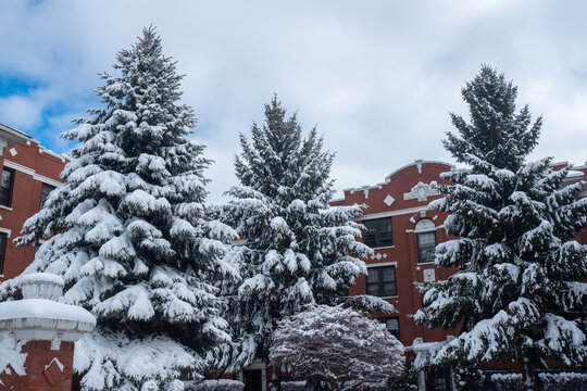 Snow Covered Trees