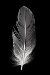 Black and white artistic conceptual illustration of a beautiful bird feather closeup. Generative AI