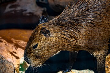 Closeup of a capybara, a large rodent captured in its natural habitat