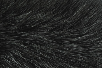 
Black fur texture as background