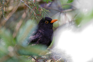 Eine Amsel im Garten auf Futtersuche