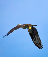 Osprey flying away with fish catch at west point dam in Georgia.