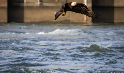 Bald Eagle fishing rapids after water was released from the West Point Dam in Georgia.
