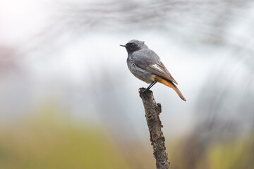 redstart sits on a thin perch
