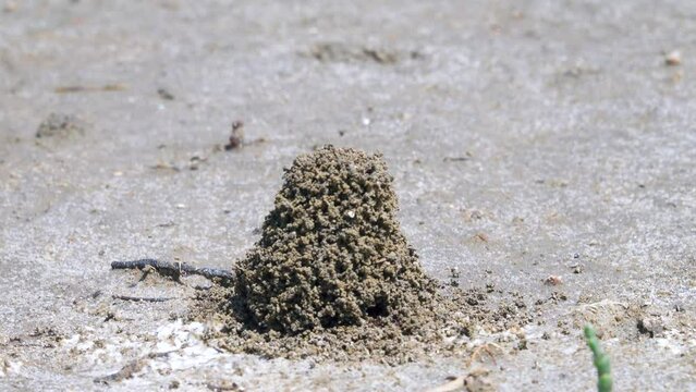Ants build anthills on salt marsh in form of earthen tower because salt water under crust of soil. Possyble nomadic Myrmica limanica or driver ants builds such craters near exit. North Black Sea