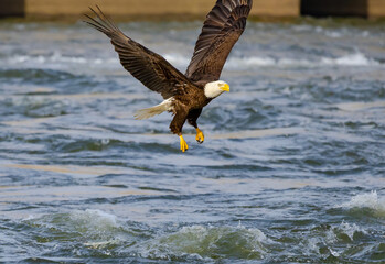 Bald Eagle fishing rapids after water was released from the West Point Dam in Georgia.