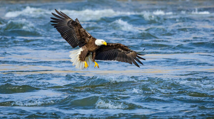 Bald Eagle fishing rapids after water was released from the West Point Dam in Georgia.