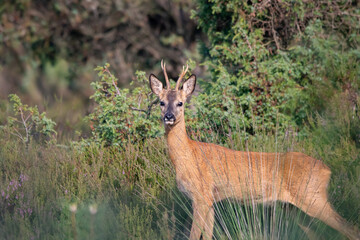 roe deer in the wild