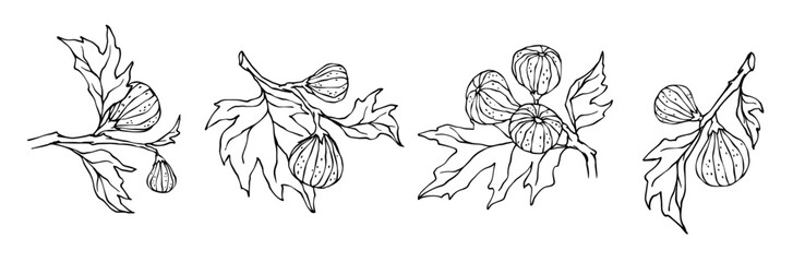 Linear sketch of fig branches with fruits and leaves.Vector graphics.