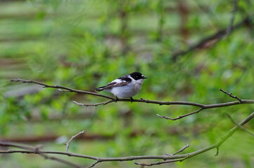 Semicollared flycatcher. Ficedula semitorquata A rainy spring day.