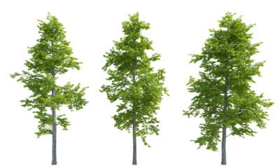 Mountain Alder tree set png alpha channel front view