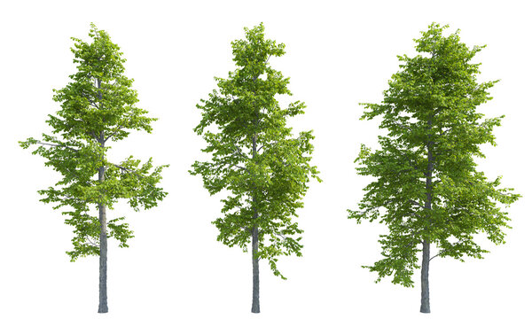 Mountain Alder tree set png alpha channel front view