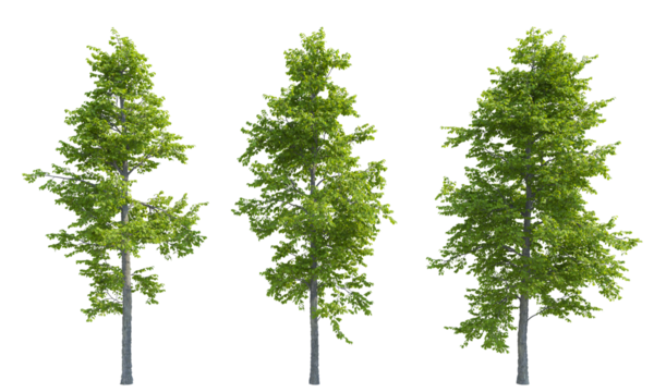 Mountain Alder tree set png alpha channel front view