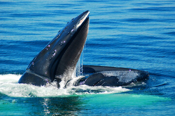 A humpback whale breaks the surface of the ocean, opening its mouth wide to feed