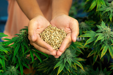 Closeup top view hands holding a heap of cannabis hemp seeds surrounded by a garden of gratifying...