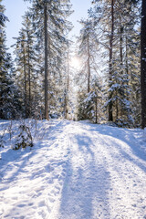 Winter forest in Seefeld, Austria