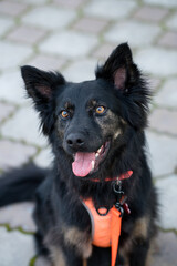 Mixed breed dog looking at his owner