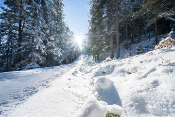 Winter forest in Seefeld, Austria