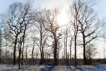 Snow covered trees, United Kingdom