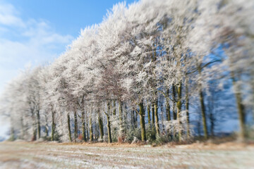 Woodland covered in snow and frost, Gloucestershire, United Kingdom