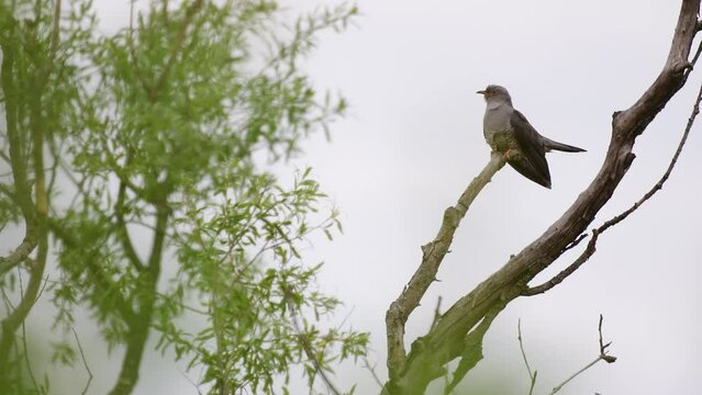 Common cuckoo Cuculus canorus in the wild.