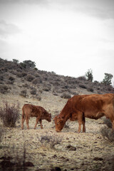 Vacas riojanas pastando entre las montañas
