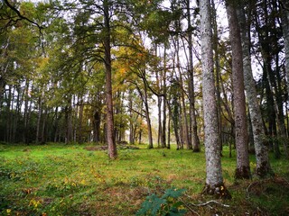 Obraz premium forest in autumn