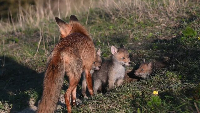 Red fox Vulpes vulpes in the wild. A fox with cubs at the burrow is cleaning a puppy.