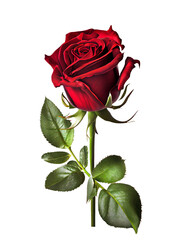 red rose on a transparent background (PNG) generative AI