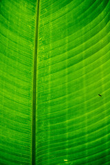 green leaf texture