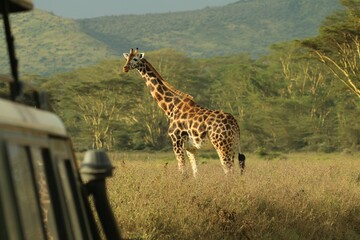 View of a Northern giraffe alone before the green slope on a sunny day
