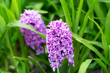 Purple hyacinth grows among green grass. Postcard to Mother's Day, Women's Day or March 8, Easter, Valentine's Day, wedding or birthday