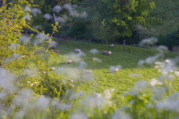Obraz na płótnie Canvas View of sheep near the Cotswold village of Naunton, Cotswolds, Gloucestershire, England, United Kingdom