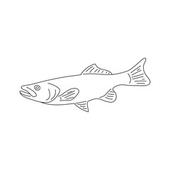 Haddock fish hand drawing. Vector illustration.