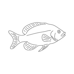 Tilapia fish outline illustration. Hand drawn vector.
