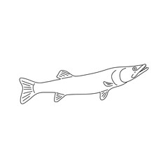 Fototapeta premium Hand drawn Pike. Black and white. Vector sketch of a fish.