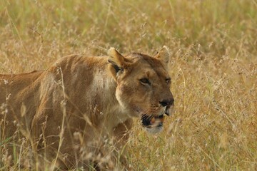 Close-up portrait of a female East African lion sneaking through the dry grass