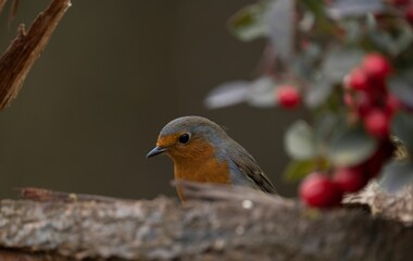 Closeup of an European robin (Erithacus rubecula) outdoors