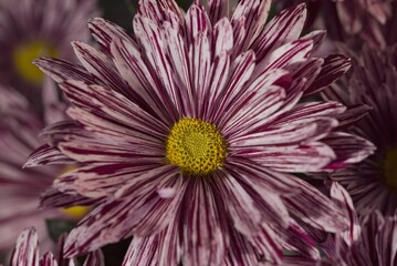 Closeup of a purple striped Chrysanthemum