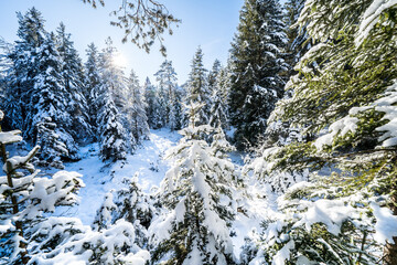 Winter forest in Seefeld, Austria