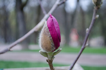 Bright gentle beautiful pink magnolia flowers on a branch of a blossoming tree. - 593651466