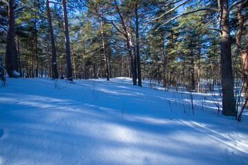 Snow in sunny winter forest, pine trees, blue clear sky