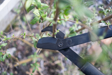 Sommerflieder/Schmetterlingsflieder (Buddleja), der zurückgeschnitten wird / Konzept: Flieder...