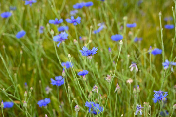 Cornflowers in a field