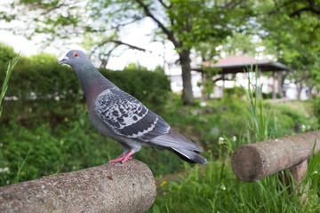 pigeon on the grass